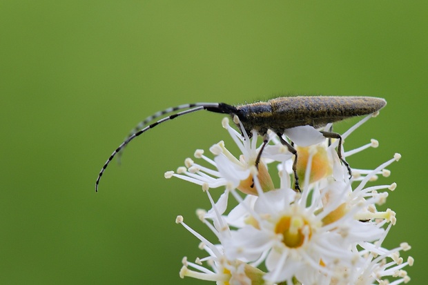 vrzúnik úzkoštíhly Agapanthia villosoviridescens