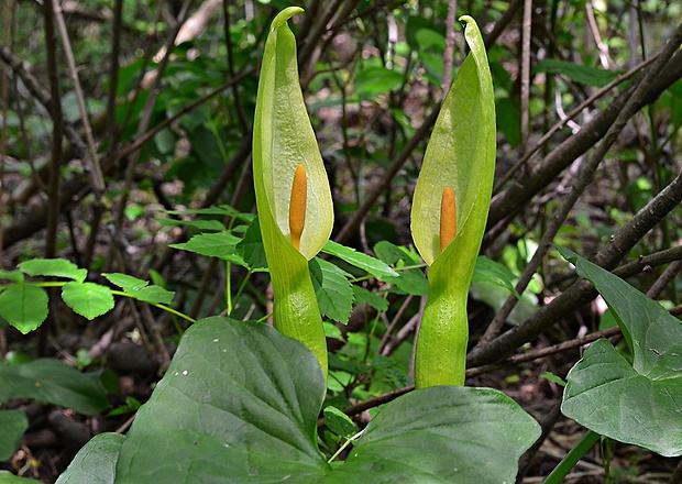 áron alpský Arum alpinum Schott et Kotschy