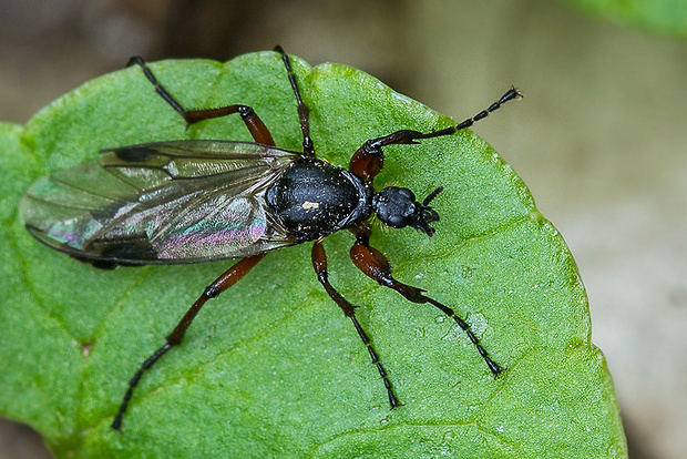 mušica - samica Bibio pomonae (Bibionidae)