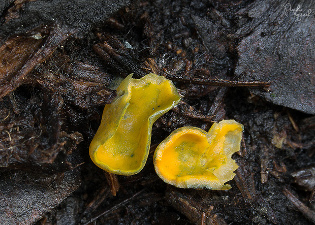 pohárovka ohnivá Caloscypha fulgens (Pers.) Boud.