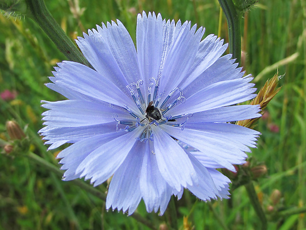 čakanka obyčajná Cichorium intybus L.