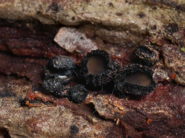 Crumenulopsis pinicola (Rebent.) J.W. Groves