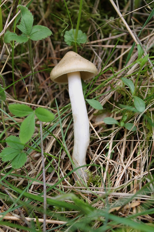 hodvábnica jarná Entoloma clypeatum (L.) P. Kumm.