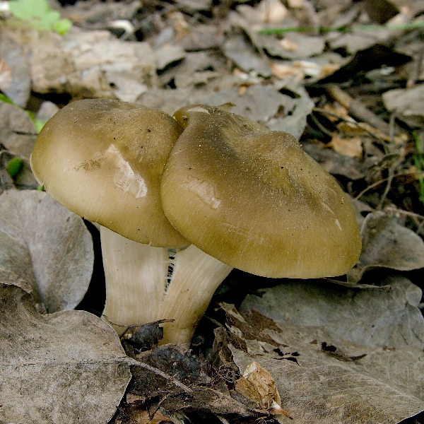 hodvábnica jarná Entoloma clypeatum (L.) P. Kumm.