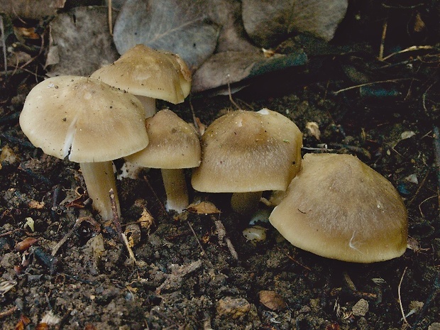 hodvábnica jarná Entoloma clypeatum (L.) P. Kumm.