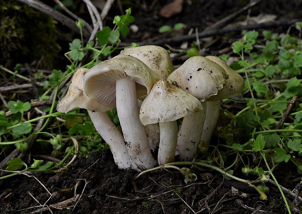 hodvábnica jarná Entoloma clypeatum (L.) P. Kumm.