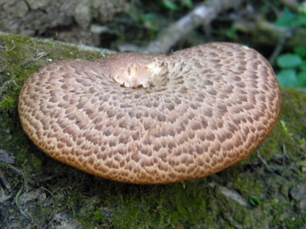 húževnatec tigrovaný Lentinus tigrinus (Bull.) Fr.