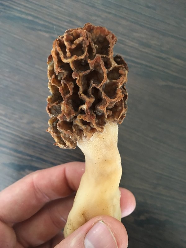 smrčok jedlý Morchella esculenta (L.) Pers.