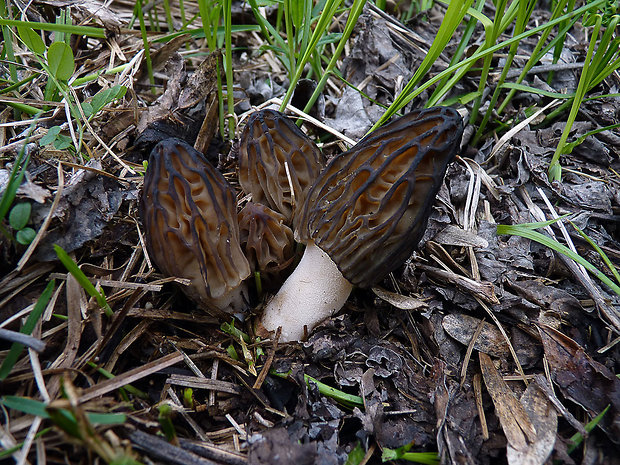 smrčok hybridný Morchella semilibera DC.