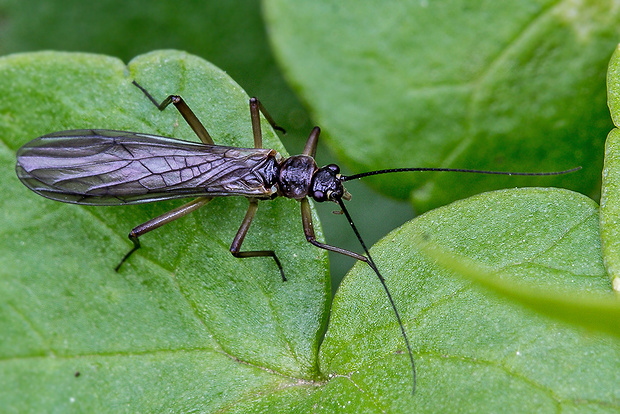 pošvatka Perla sp. (Perlidae)