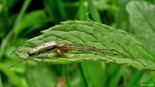 čeľustnatka Tetragnatha montana