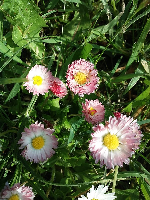 sedmokráska obyčajná Bellis perennis L.