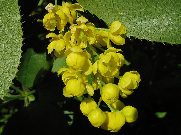 dráč obyčajný Berberis vulgaris L.