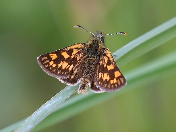 súmračník skorocelový  Carterocephalus palaemon