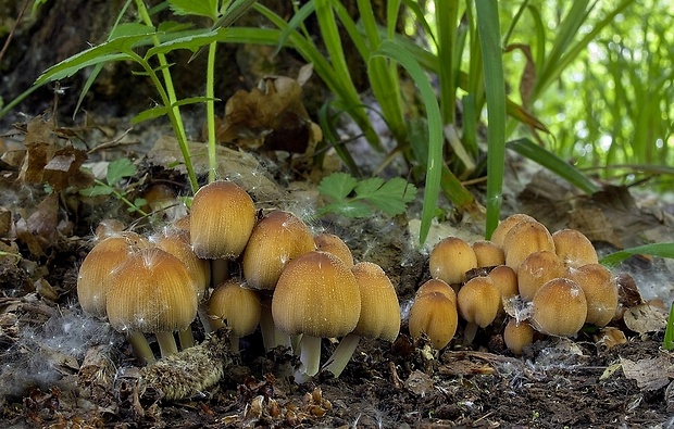 hnojník ligotavý Coprinellus micaceus (Bull.) Vilgalys, Hopple & Jacq. Johnson