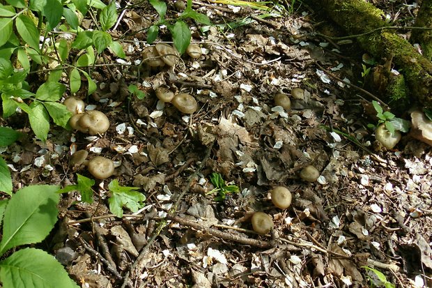 hodvábnica jarná Entoloma clypeatum (L.) P. Kumm.