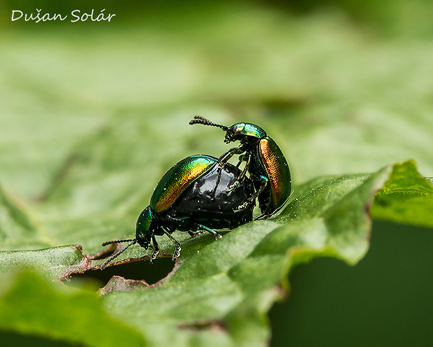 liskavka Gastrophysa viridula