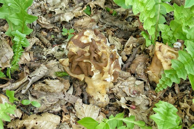 ušiak obrovský Gyromitra gigas (Krombh.) Cooke