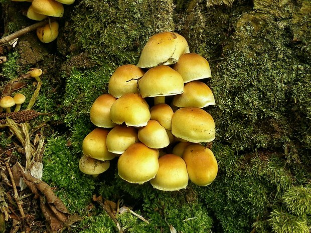 strapcovka zväzkovitá Hypholoma fasciculare (Huds.) P. Kumm.