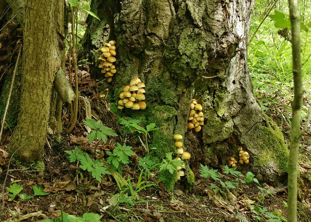 strapcovka zväzkovitá Hypholoma fasciculare (Huds.) P. Kumm.