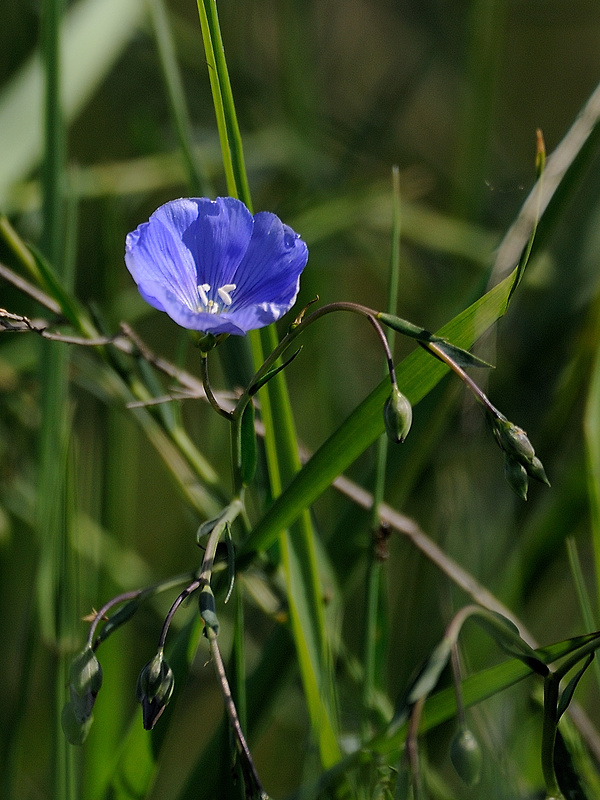 ľan rakúsky Linum austriacum L.