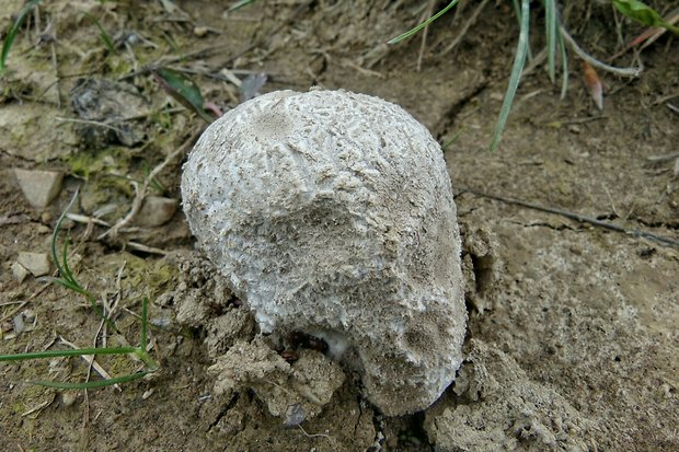 rozpadavec dlabaný Lycoperdon utriforme Bull.