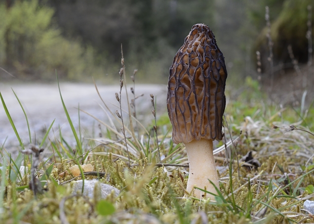 smrčok kužeľovitý Morchella conica Pers.