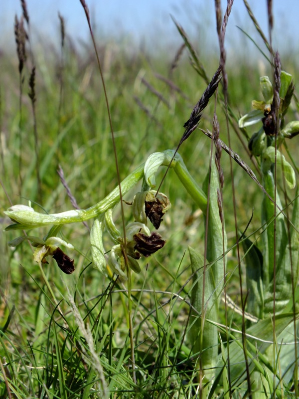 hmyzovník pavúkovitý Ophrys sphegodes Mill.