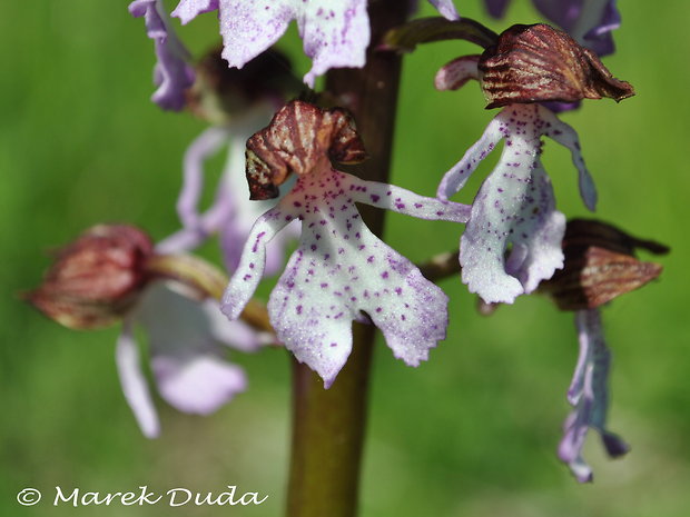 vstavač purpurový Orchis purpurea Huds.