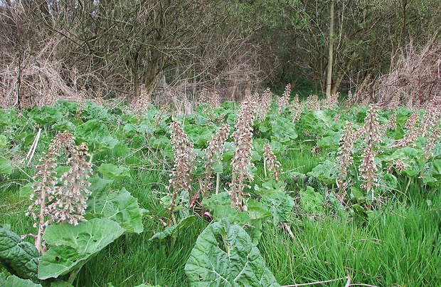 deväťsil lekársky Petasites hybridus HABITAT (L.) P. Gaertn., B. Mey. et Scherb.