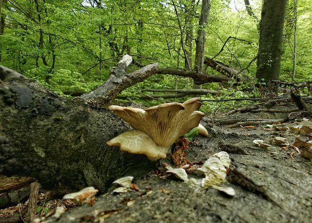 hliva buková Pleurotus pulmonarius (Fr.) Quél.