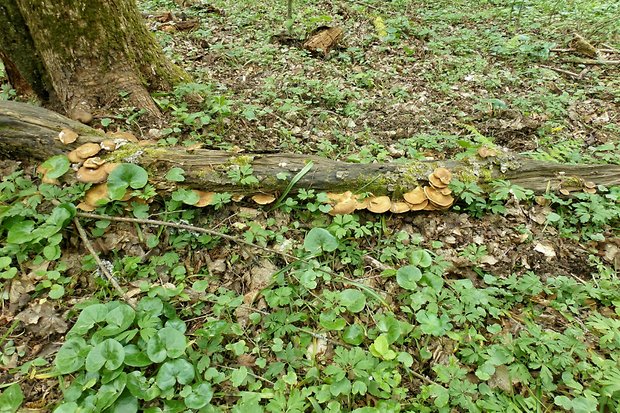 trúdnik Polyporus sp.