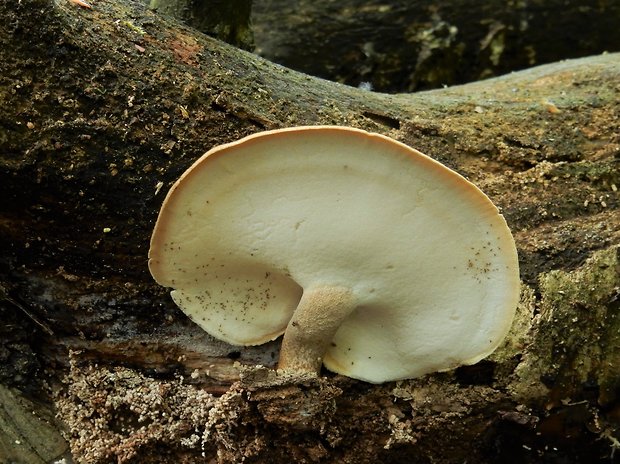 trúdnik Polyporus sp.