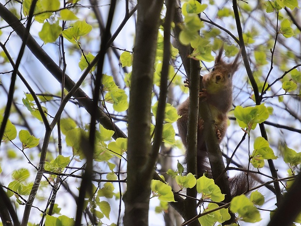 veverica stromová  Sciurus vulgaris