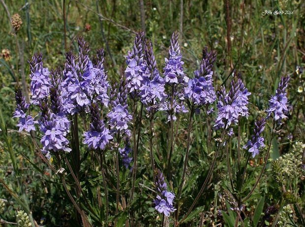 veronika rozprestretá Veronica prostrata L.