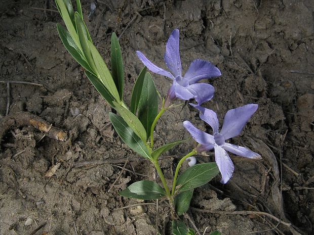 zimozeleň bylinná Vinca herbacea Waldst. et Kit.