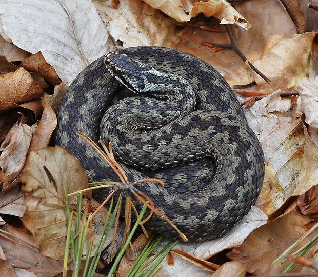 vretenica obyčajná Vipera berus