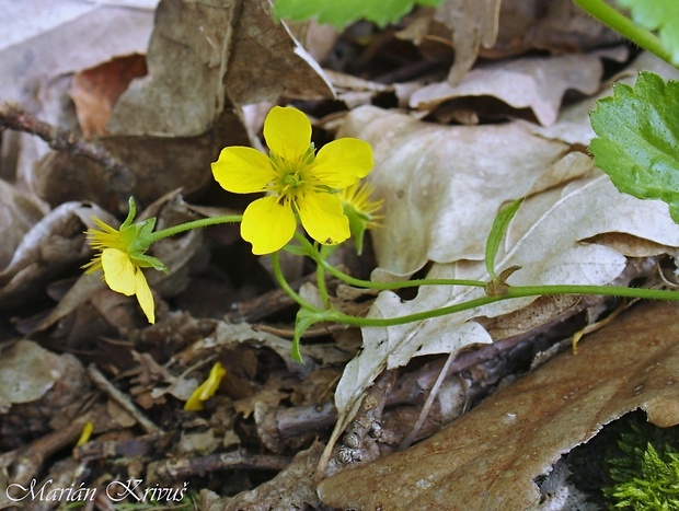 valdštajnka trojpočetná magicova Waldsteinia ternata subsp. magicii Májovský