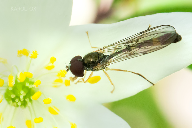 pestrica Baccha elongata