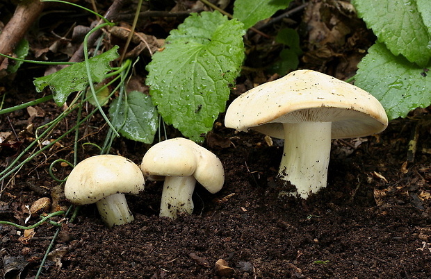 čírovnica májová Calocybe gambosa (Fr.) Donk