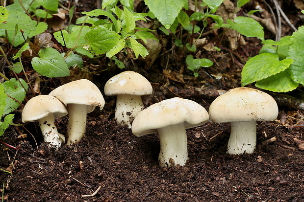 čírovnica májová Calocybe gambosa (Fr.) Donk