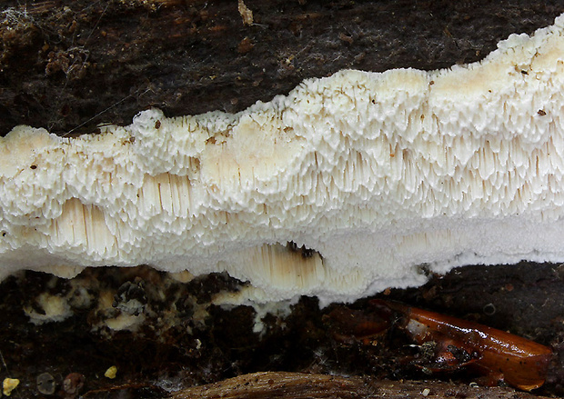 voskopórovček plavý Ceriporiopsis gilvescens (Bres.) Domański