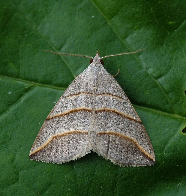 pamora vŕbová Colobochyla salicalis