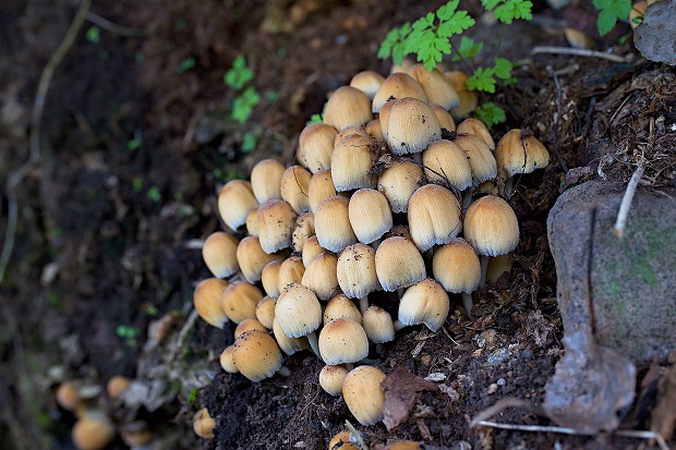 hnojník ligotavý Coprinellus micaceus (Bull.) Vilgalys, Hopple & Jacq. Johnson