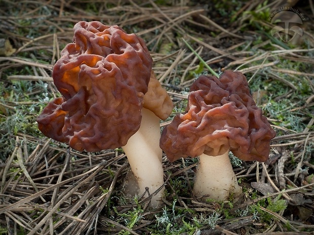 ušiak obyčajný Gyromitra esculenta (Pers.) Fr.