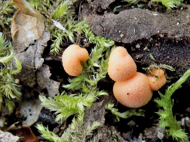 vlčinka Lycogala sp.