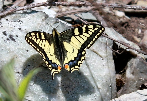 vidlochvost feniklový  Papilio machaon