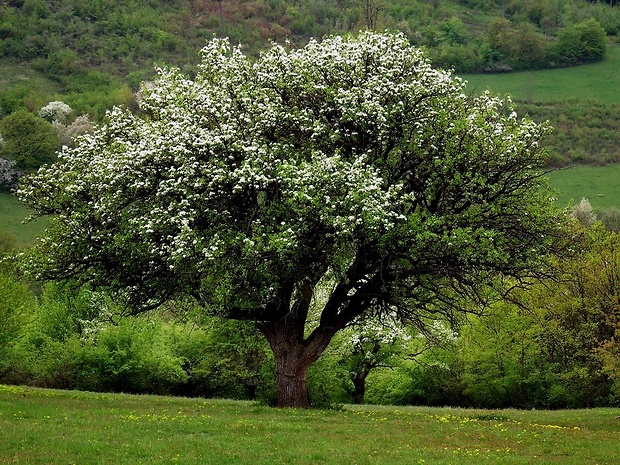 hruška planá Pyrus pyraster (L.) Burgsd.