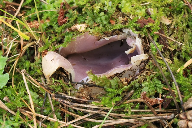 tulipánovka fialová Sarcosphaera coronaria (Jacq.) J. Schröt.