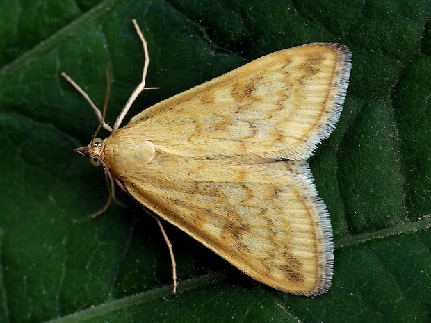 vijačka lobodová (sk) / zavíječ slámový (cz) Sitochroa verticalis Linnaeus, 1758